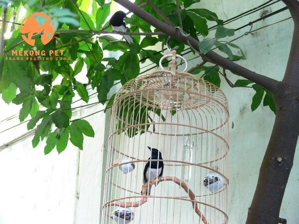 Thuần hóa chim chìa vôi rất đơn giả, ai cũng làm được